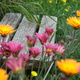 A wooden garden seat, nestled amongst flowers