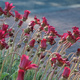 A stand of Arctotis flowers next to a road