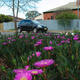 Pink flowers on a succulent plant, by the roadside