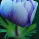 Closeup of a blue Anemone flower