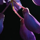 Closeup of a Wisteria flower