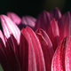 Closeup of an Arctotis flower