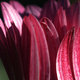Closeup of an Arctotis flower