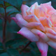 Closeup of a pink rose