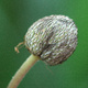 Closeup of an Anemone seedhead