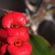 Closeup of a red Euphorbia flower