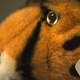 Closeup of a soft toy tiger