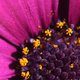 Closeup of a purple osteospermum flower