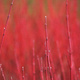 Red-stemmed plants