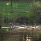 A family of swans on the River Torrens