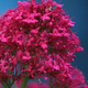 Closeup of Mediterranean Red Valerian flowers