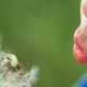 Michael blows the seeds from a dandelion flower