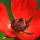 Red anemone flower against a green background