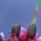 Closeup of a geranium seed