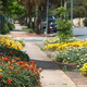 Roadside gazanias in Torrenville, South Australia