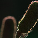 Silhouette of a seedhead