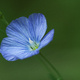 Closeup of a small blue flower and buds