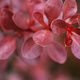 Closeup of red foliage