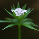 Closeup of a small flower head