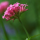 Closeup of Mediterranean Red Valerian flowers