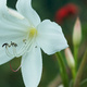 Closeup of a white lily flower