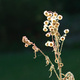 Dried seed heads, backlit by the evening sun