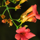 Closeup of orange and red trumpet-shaped flowers