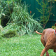 A dog, jumping for a ball