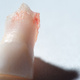 Closeup of a baby tooth