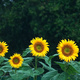 A group of sunflowers