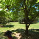 Michael beneath a tree at the Mt Lofty Botanic Gardens