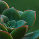 Closeup of a succulent plant