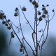 Seedheads silhouetted against a dusk sky