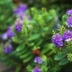 Closeup of a purple Hebe flower