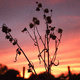 Seed-heads silhouetted against a sunset sky