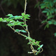 A wisteria tendril, curling winding around itself