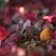 A lemon surrounded by bougainvillea bracts and dried leaves