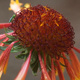 Closeup of an orange and yellow flower