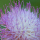 Closeup of an fluffy mauve flower