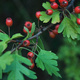 Hawthorn leaves and berries