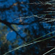 Trees reflected in water, with stalks of grass in the foreground