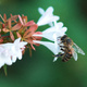 Closeup of a bee, collecting pollen