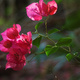 Back-lit bougainvillea flowers