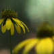 Closeup of a yellow flower