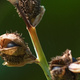Closeup of canna lily seeds