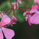 Closeup of geranium flowers