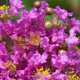 Closeup of crepe myrtle flowers