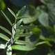 The growing point of a tiny olive plant