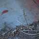 A tiny plant, growing in the gap between concrete blocks