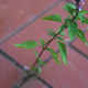 A salvia plant growing through the gap between bricks